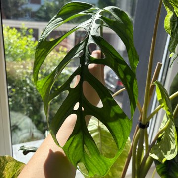 Monstera Esqueleto (Epipremioides)
