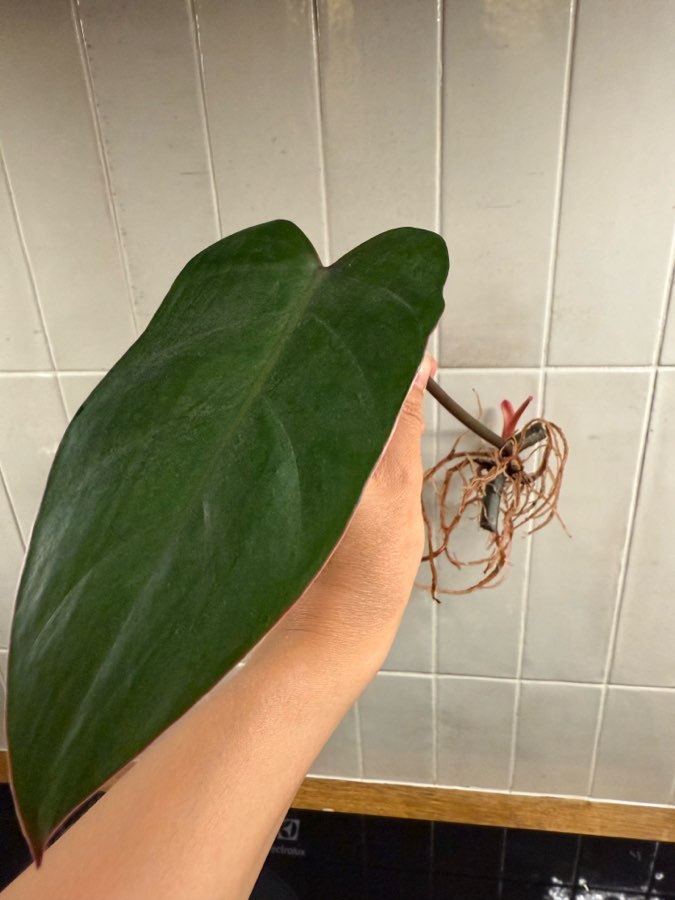 Philodendron painted lady 2