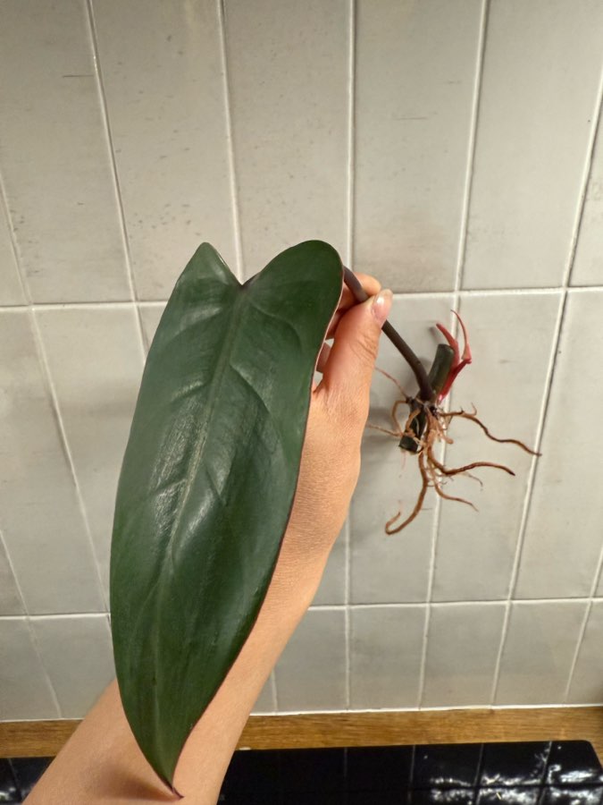 Philodendron painted lady 4