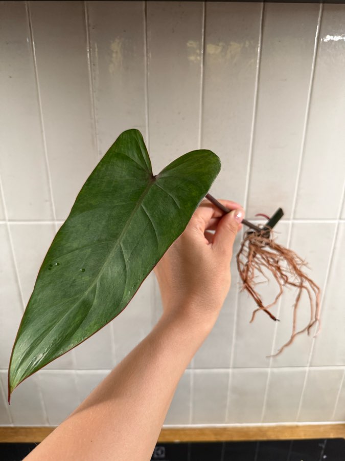 Philodendron painted lady 3