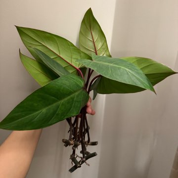 Philodendron painted lady