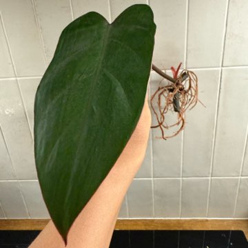 Philodendron painted lady