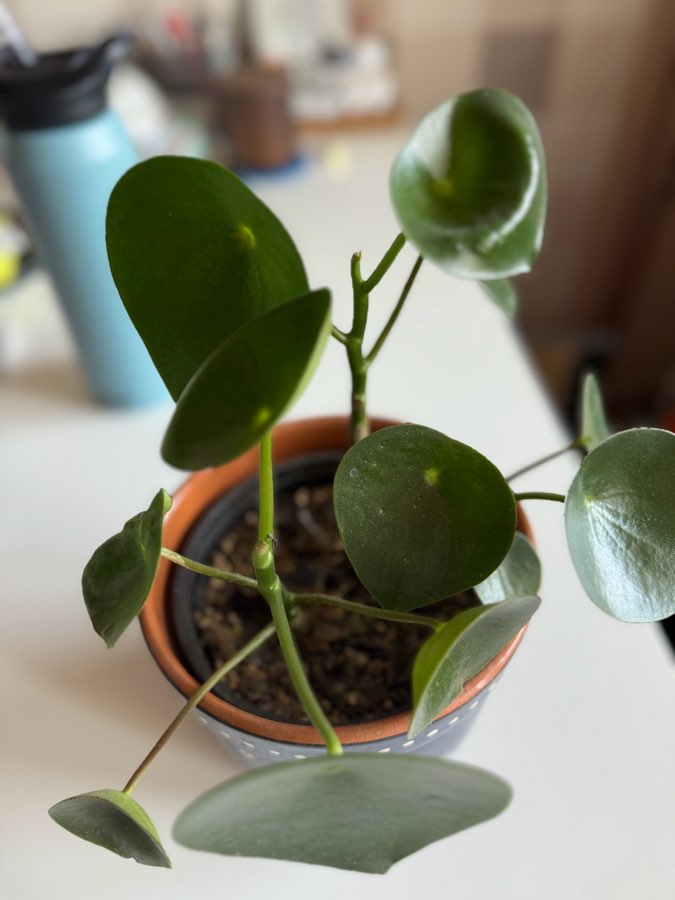 Peperomia polybotrya oddam 2