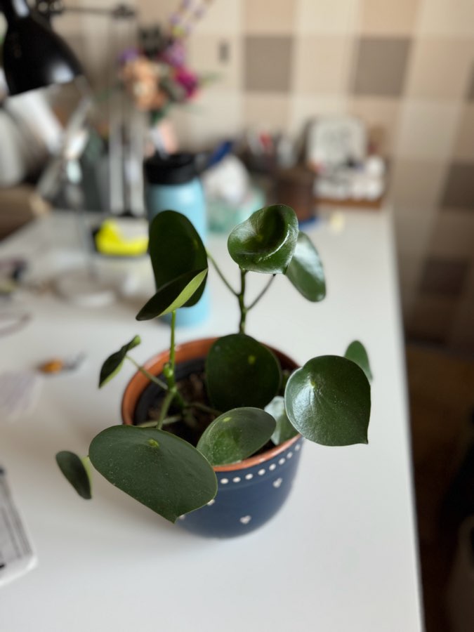 Peperomia polybotrya oddam 3