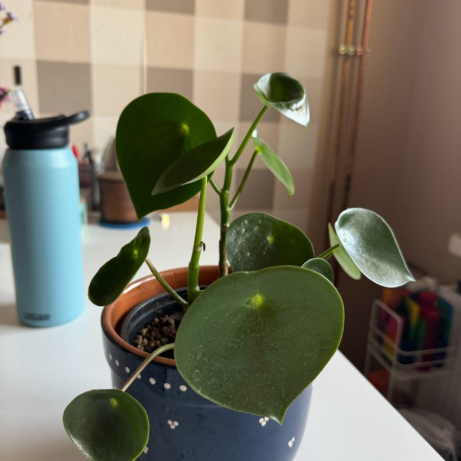 Peperomia polybotrya oddam