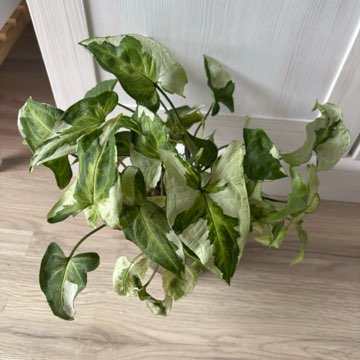 Syngonium T25