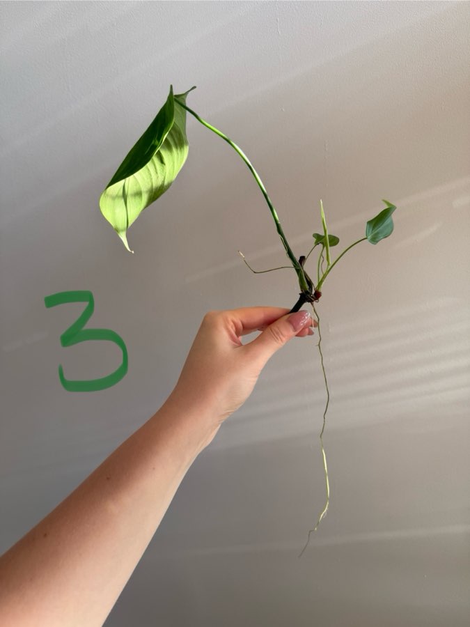 Philodendron tenue 2