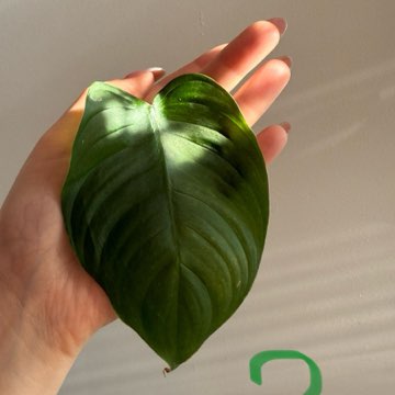 Philodendron tenue