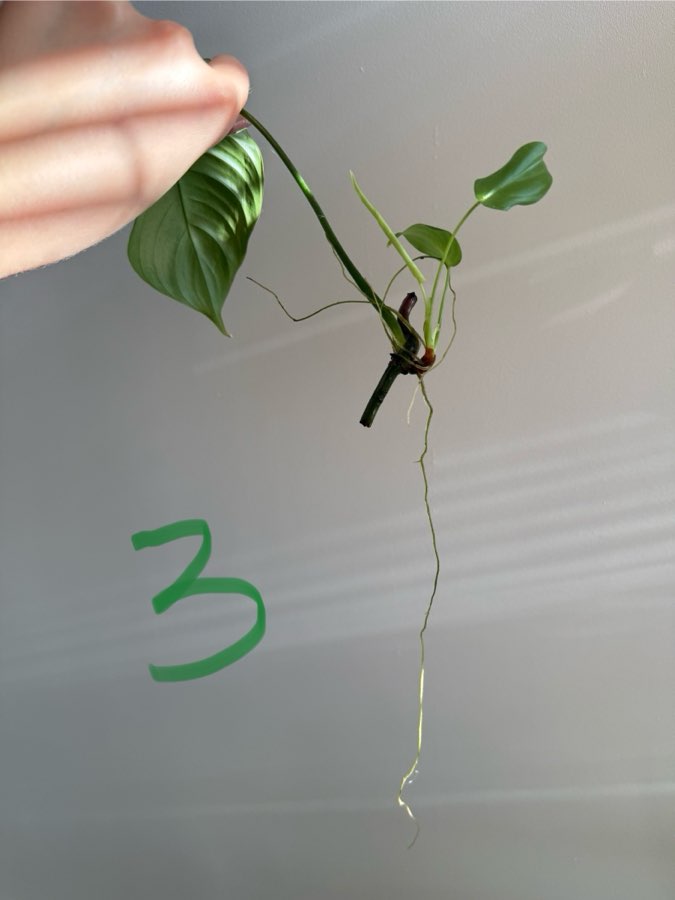 Philodendron tenue 3