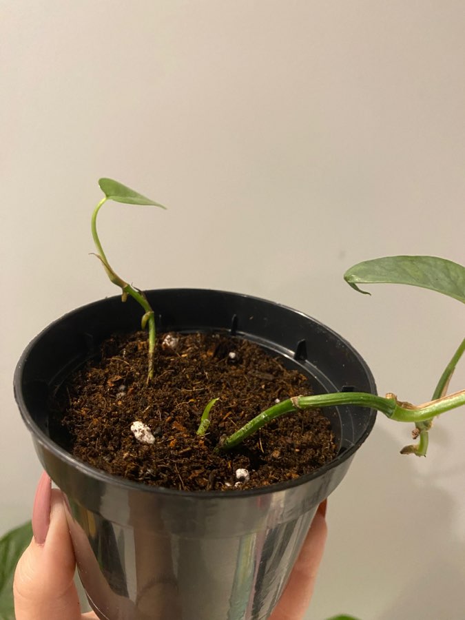 Epipremnum Cebu Blue 2