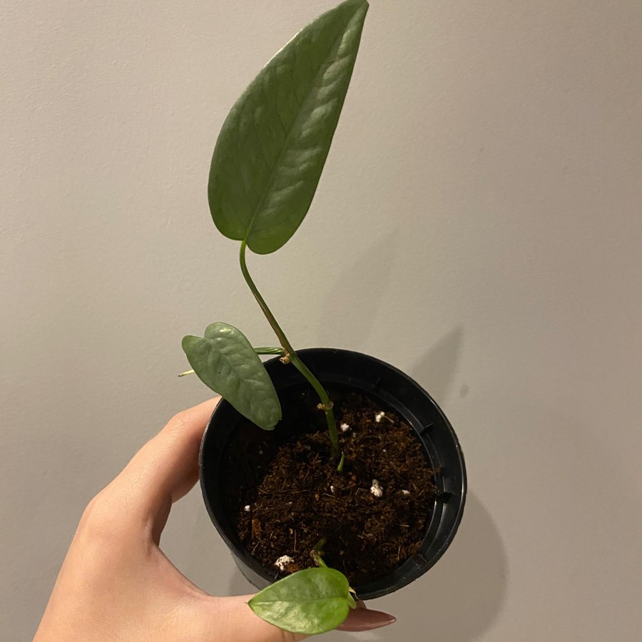 Epipremnum Cebu Blue