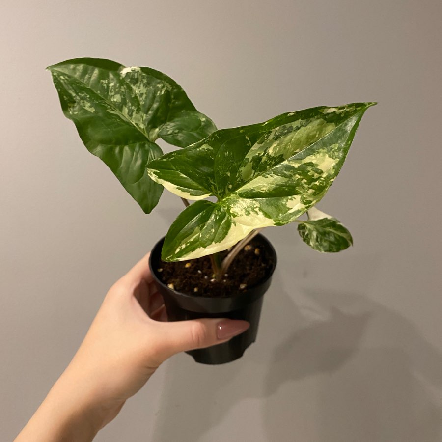 Syngonium Emerald Gem