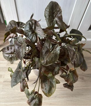 Syngonium „Maria”