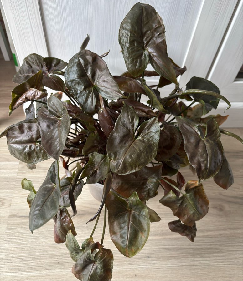Syngonium „Maria”