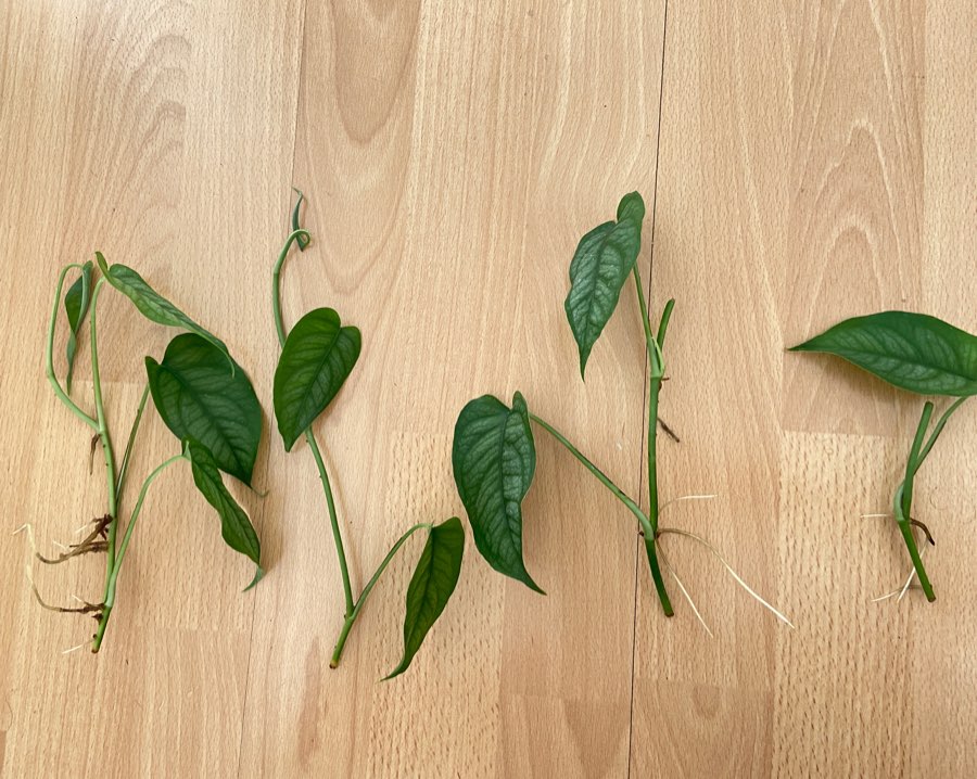 Monstera siltepecana