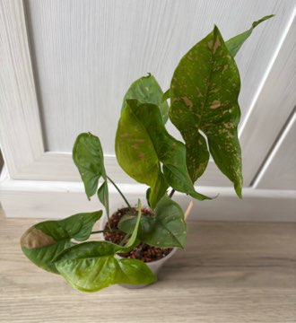 Syngonium Pink Allusion