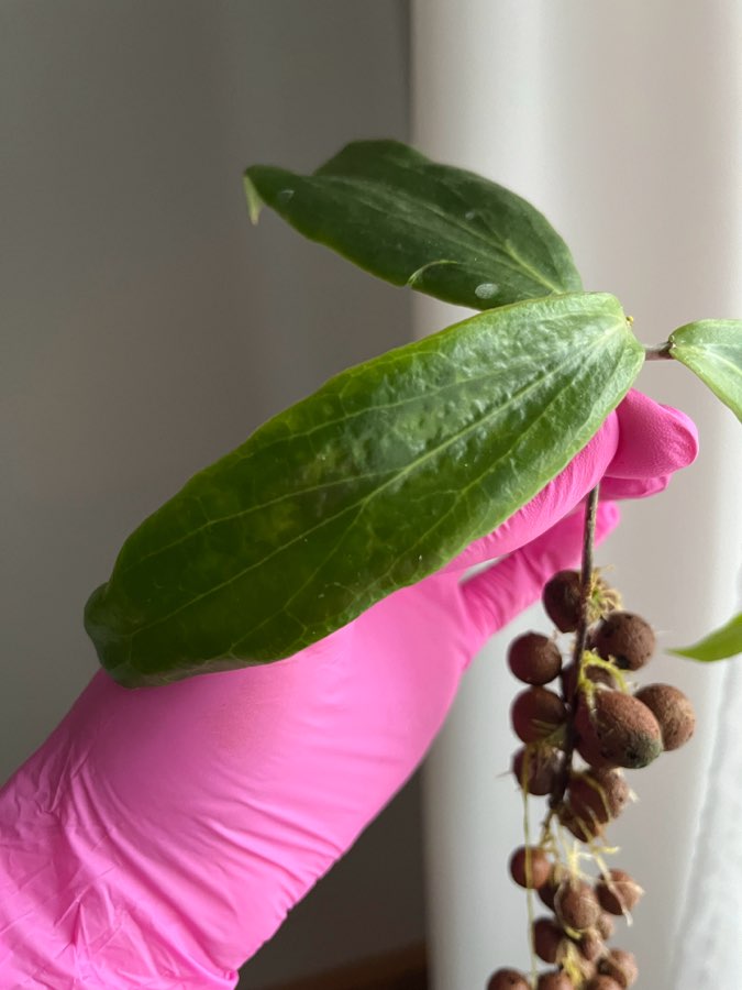 Hoya siarae red sadzonka rosnąca 3