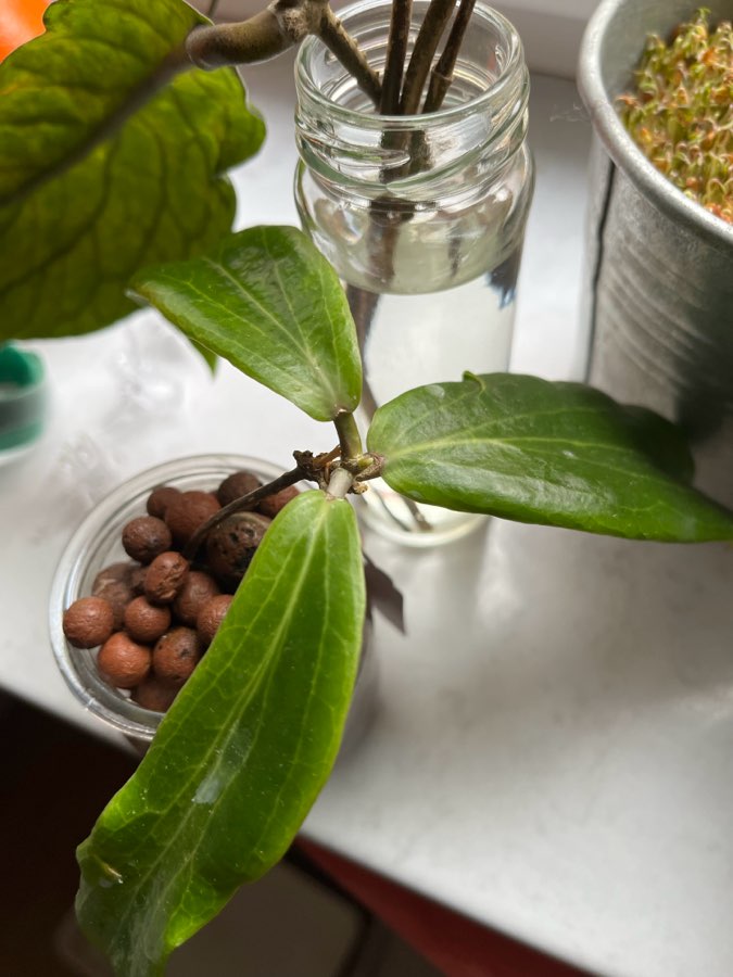Hoya siarae red sadzonka rosnąca 5