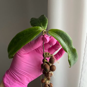 Hoya siarae red sadzonka rosnąca