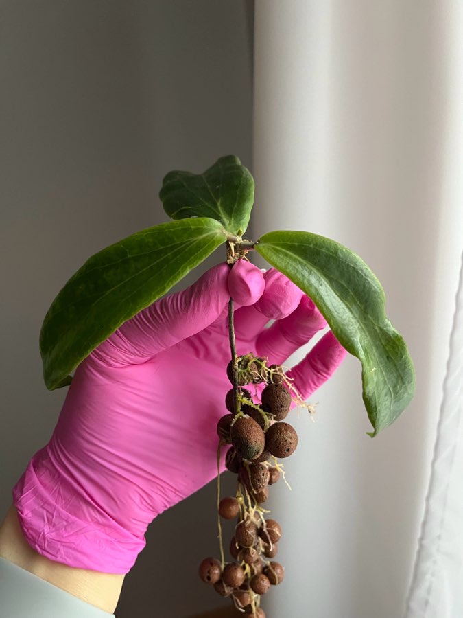 Hoya siarae red sadzonka rosnąca 2