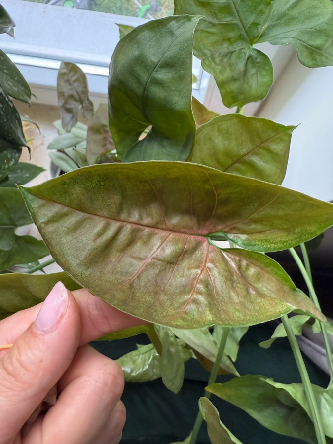 Syngonium 3