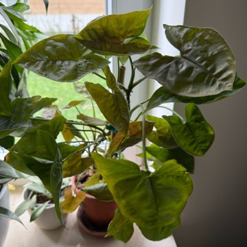 Syngonium