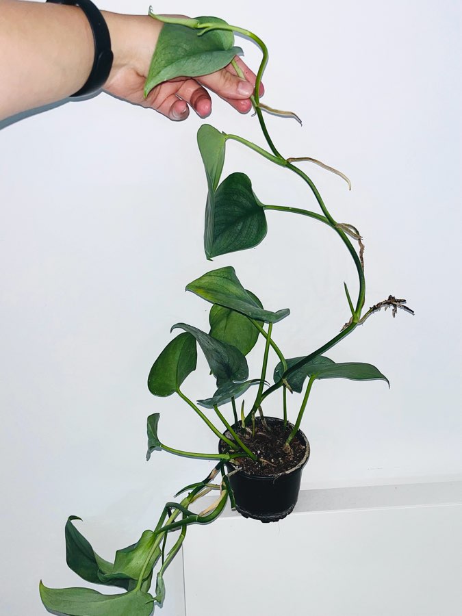 Scindapsus platinum 4