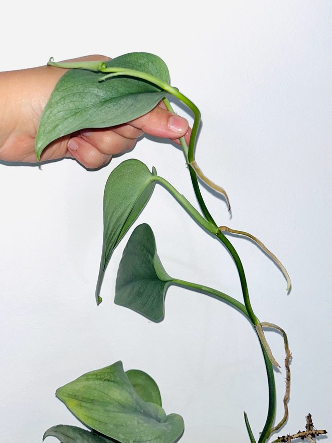 Scindapsus platinum 2