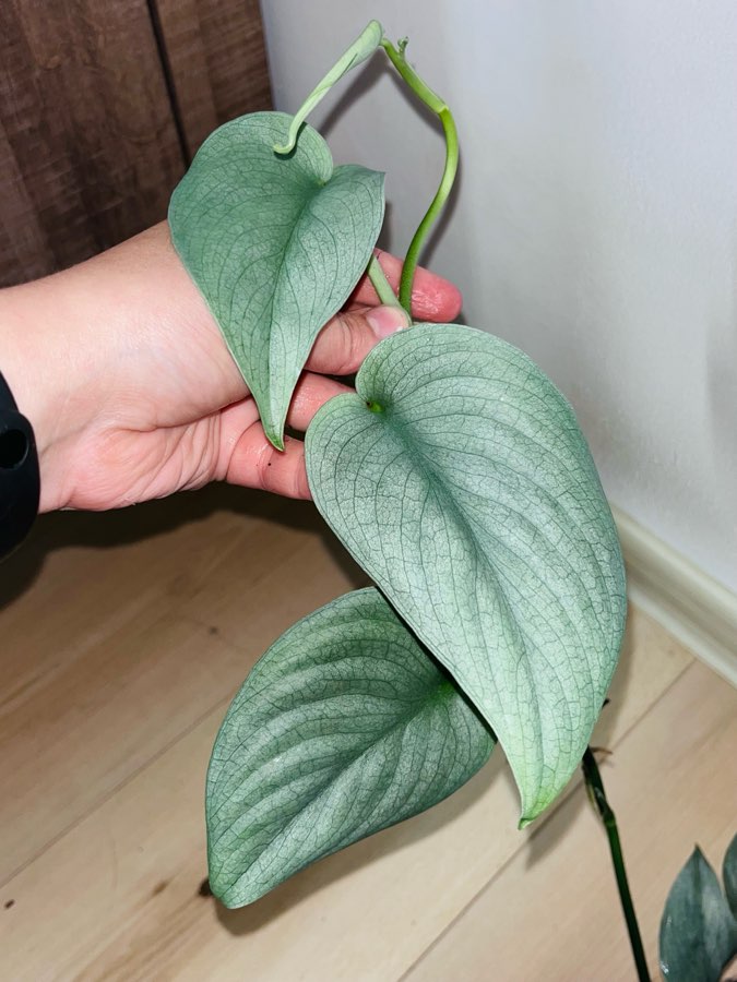 Scindapsus platinum 3