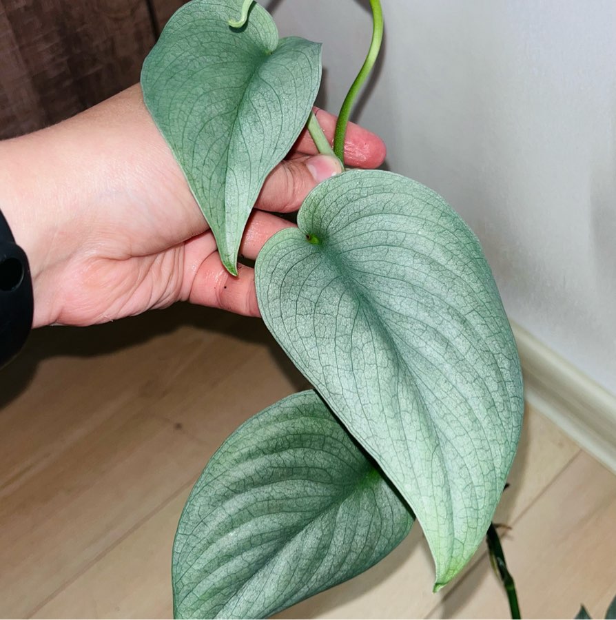 Scindapsus platinum