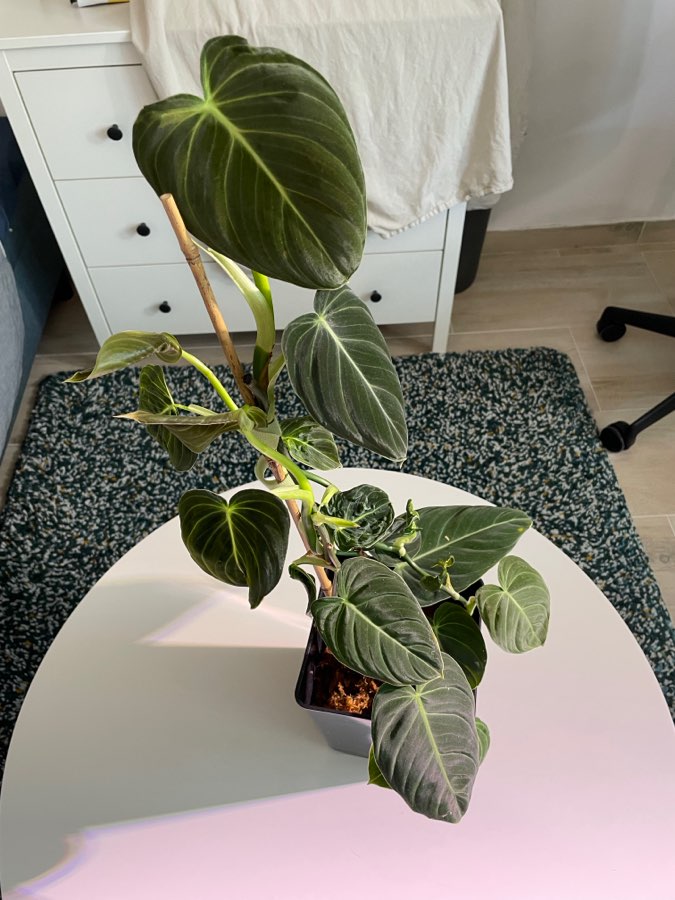 Philodendron Melanochrysum 3
