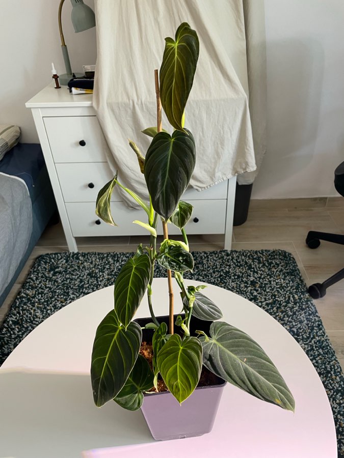 Philodendron Melanochrysum 2