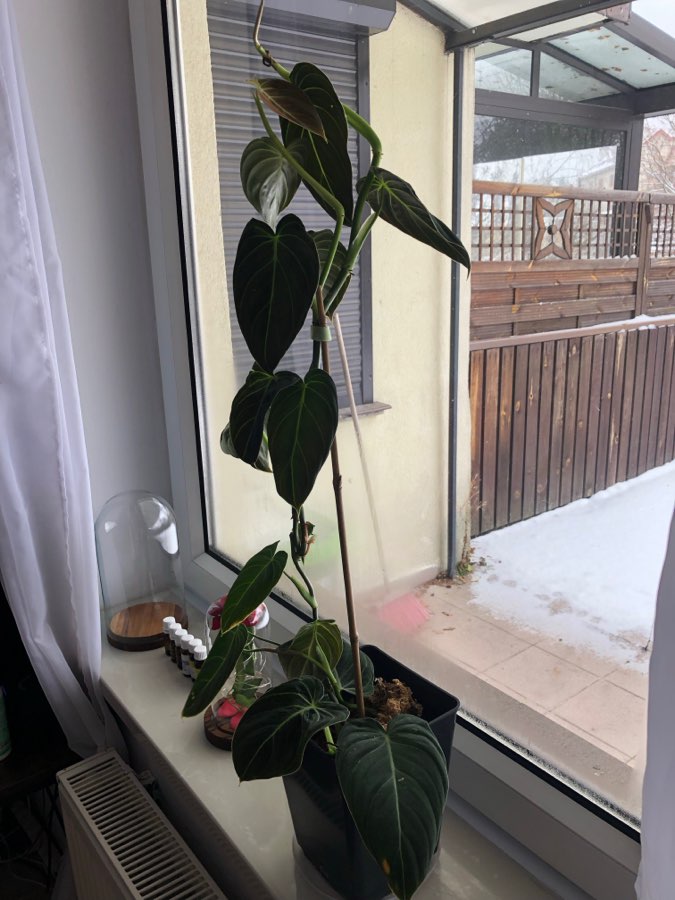 Philodendron Melanochrysum 5