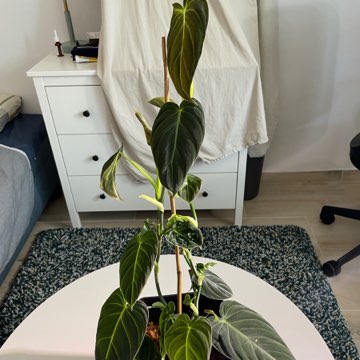 Philodendron Melanochrysum