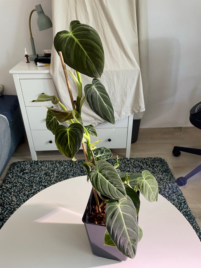 Philodendron Melanochrysum 4