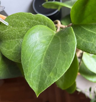 Hoya surigaoensis 1cw