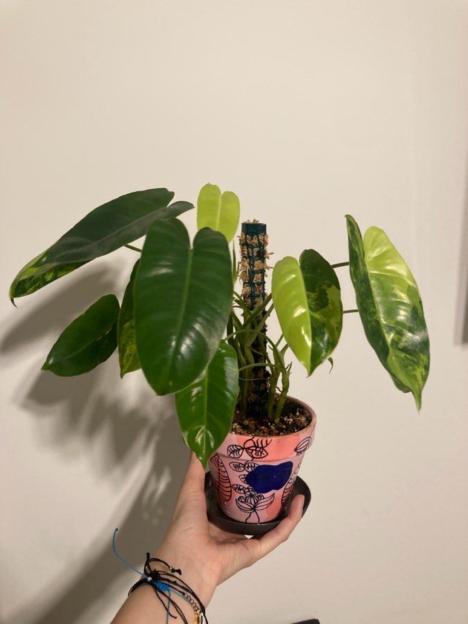 Philodendron burle marx variegata 2