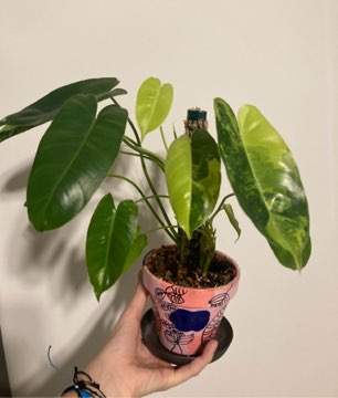 Philodendron burle marx variegata