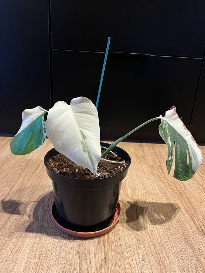 Monstera Variegata Full Moon 2