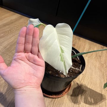 Monstera Variegata Full Moon