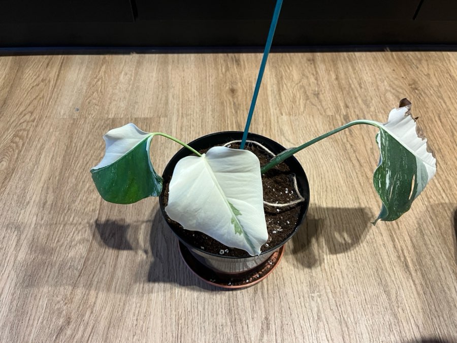 Monstera Variegata Full Moon 3