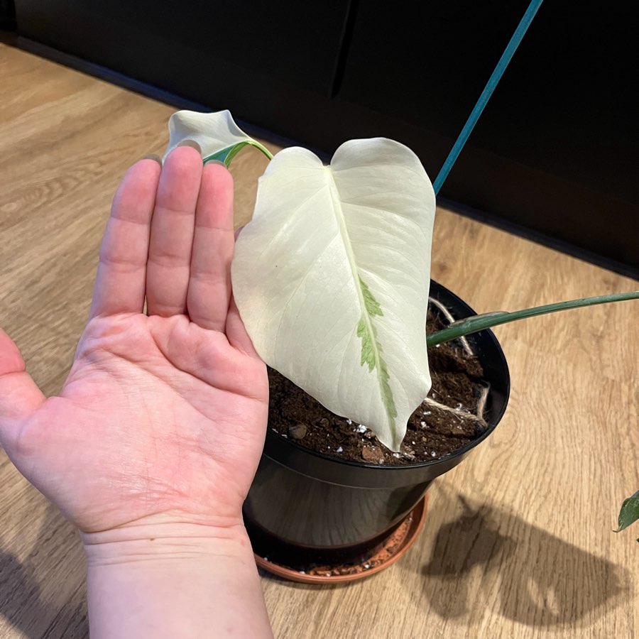 Monstera Variegata Full Moon