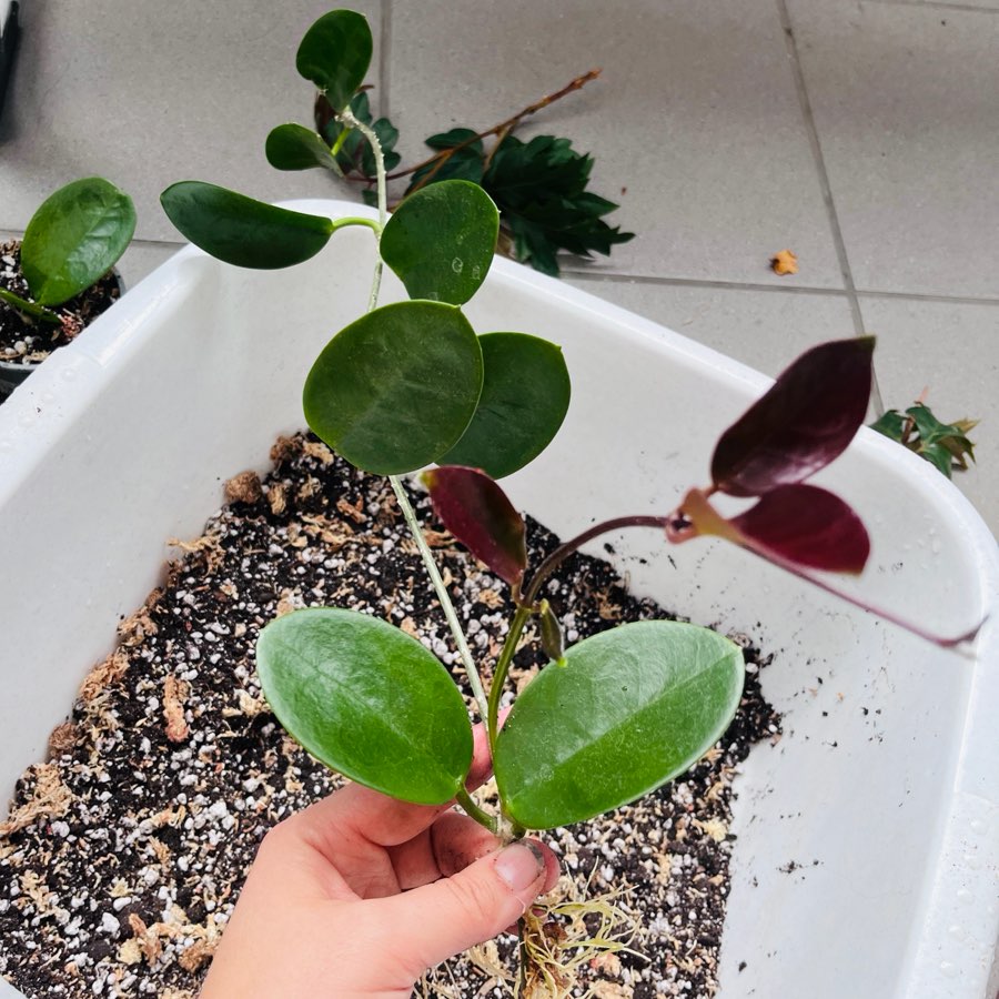 Hoya australis 4