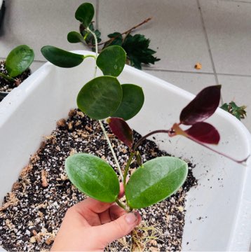 Hoya australis