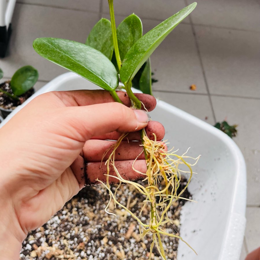 Hoya australis 2