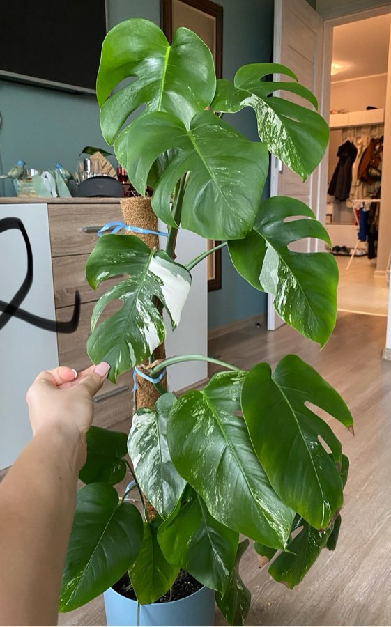 Monstera variegata