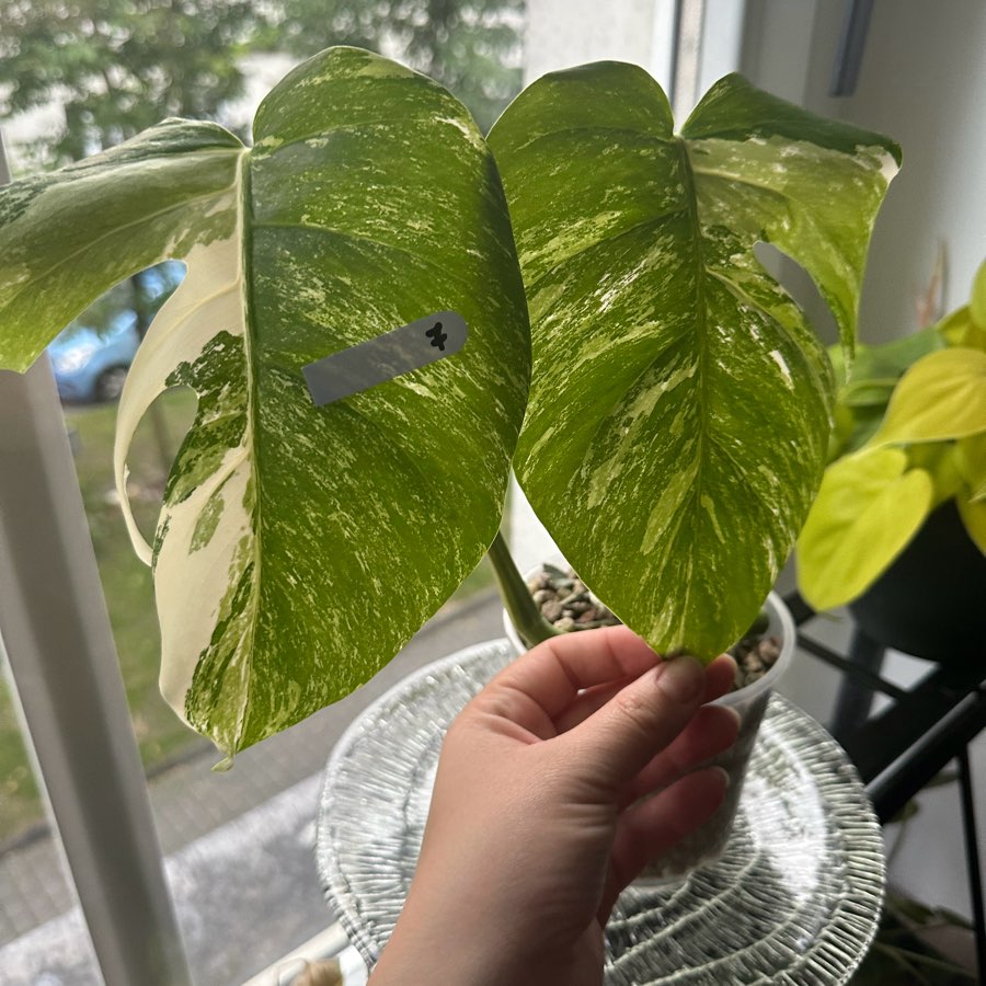 Monstera Variegata