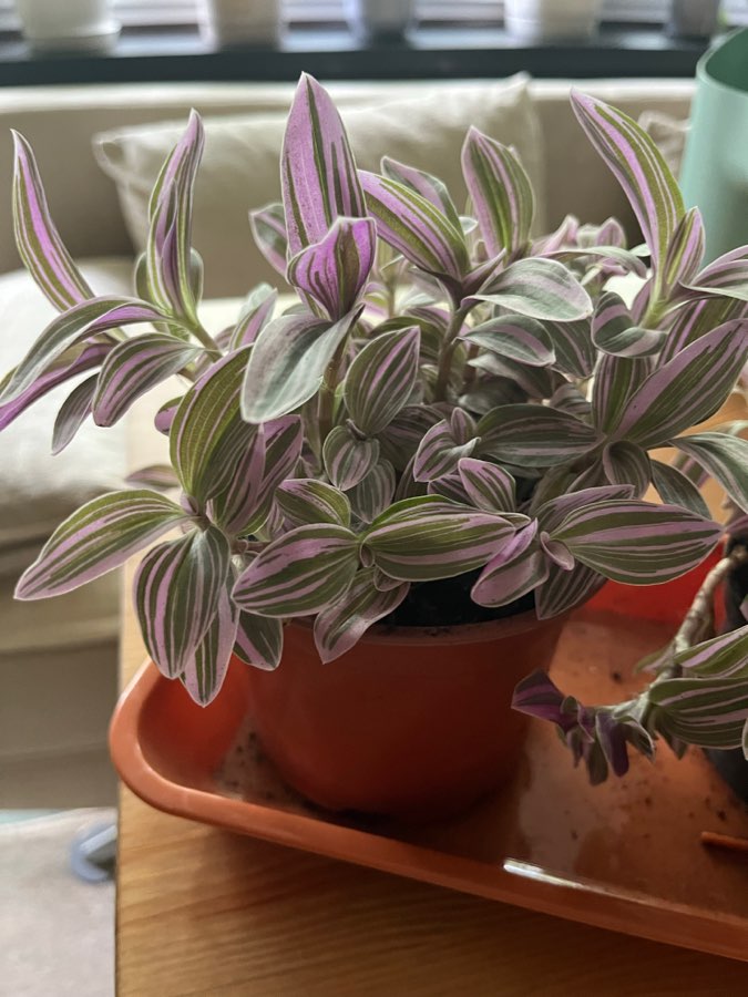 Tradescantia fluminensis 2