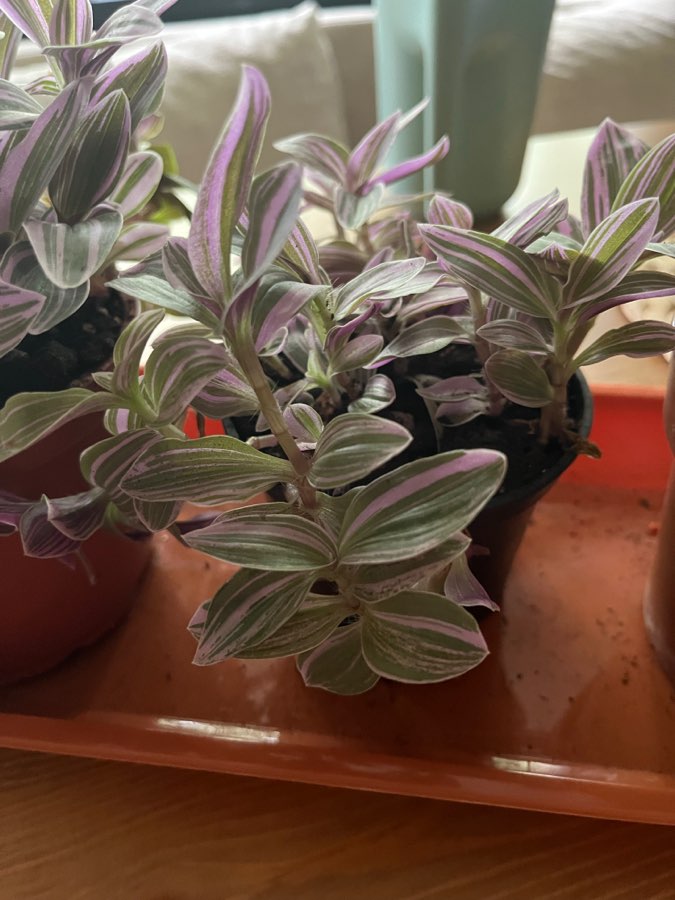 Tradescantia fluminensis 3