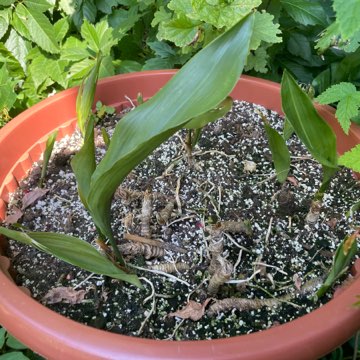 Aspidistra ostatnie kilka kłącz